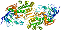 alc-dehydrogenase